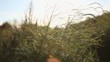 Windland 05