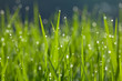 Green Grass Green Grass