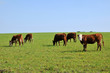 Photo: vacas vacas