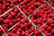 Foto: Raspberries Raspberries
