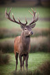 cerf cervidé brame mammifère bois animal sauvage roi forêt bi
