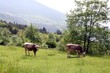 Two cows graze on mountain side under tree