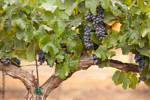 Photo: Lush, Ripe Wine Grapes on the Vine Lush, Ripe Wine Grapes on the Vine