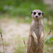 watchful meerkat standing guard