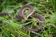 Serpent