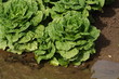 Bibb Lettuce Bibb Lettuce