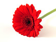 Rote Gerbera