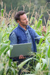 Agronomist analysing cereals with laptop computer Agronomist analysing cereals with laptop computer