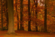 Colourful Autumn (Fall) trees at Cragside House, Northumberland,