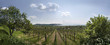 Weinberge am Plattensee
