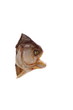 Photo: Piranha Piranha