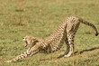 Cheetah in Kenya's Maasai Mara Cheetah in Kenya's Maasai Mara