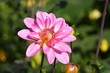 Dahlie