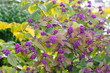 Callicarpa giraldii ---    (Chinesische Schönfrucht)