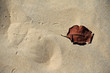 Blatt im Sand