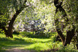 Blooming Apple Trees in the park. Pathway. Spring. Russia Blooming Apple Trees in the park. Pathway. Spring. Russia