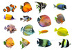 groupe de poissons tropicaux