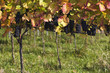 weinreben