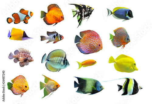 Photo: groupe de poissons tropicaux groupe de poissons tropicaux