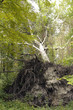 Arbre déraciné