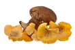 Pilze