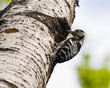 Dendrocopos minor, Lesser Spotted Woodpecker