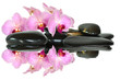 Orchideen 84