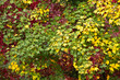 background color of the trees of autumn forest