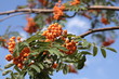 ashberry