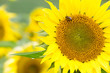 Sunflower and bee in rain