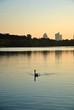Swan and City