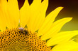 Bee on a sunflower