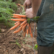 agriculteur faisant bottes de carottes bio à la ferme