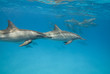 Swimming Spinner dolphins in the wild.