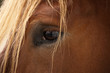 Horse's eye