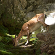 Wild goat 