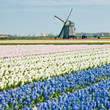 windmill with hyacinth field near Sint-Maartens-vlotbrug, Nether windmill with hyacinth field near Sint-Maartens-vlotbrug, Nether