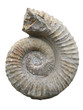 Fossilized Ammonite