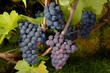 ripe Purple Grapes