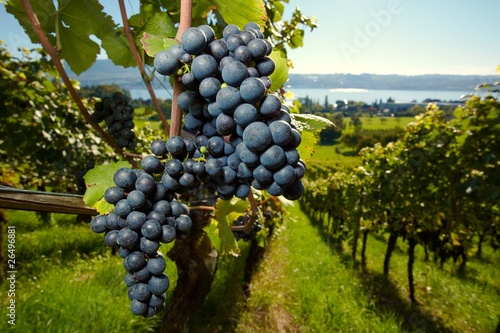 Photo: ripe Purple Grapes ripe Purple Grapes