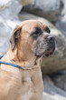 Boxer 2