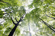 wald