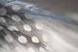 Polka Dot Feather Polka Dot Feather