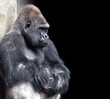 gorilla