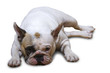 Französische Bulldogge