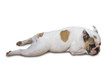 Foto: liegender Hund liegender Hund