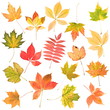 autumn leaves autumn leaves