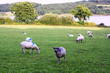 Sheep in farm