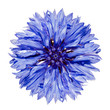 Single Blue Cornflower - Centaurea cyanus Isolated on White