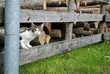 Katze peilt die Lage